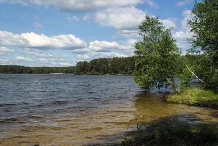 Вода и деревья у берега